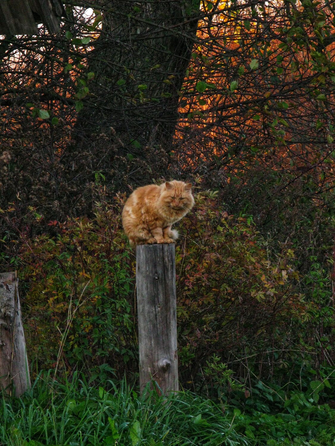 Photo #14208769