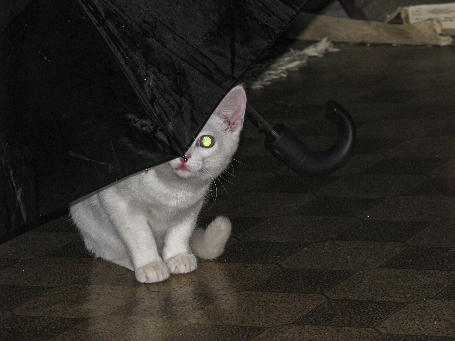 Photo #14208917