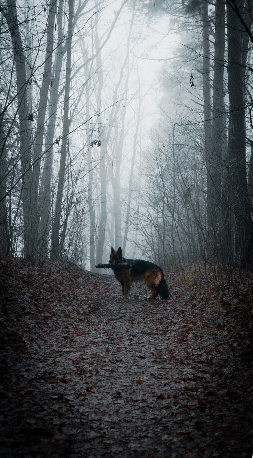 Photo #14209585