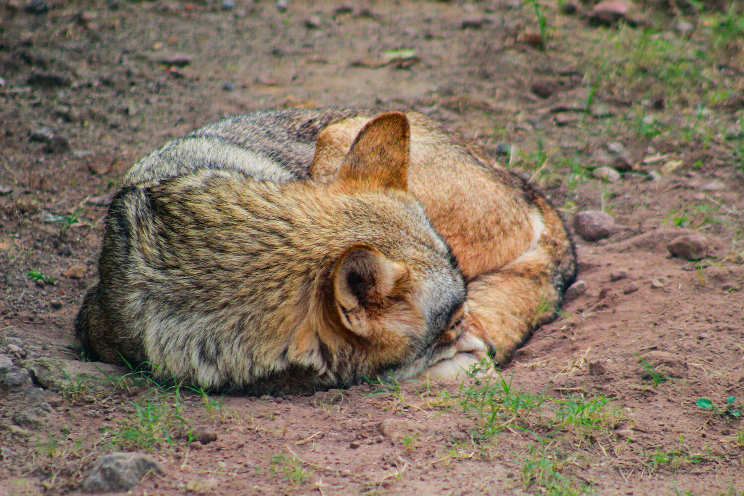 Photo #14209655