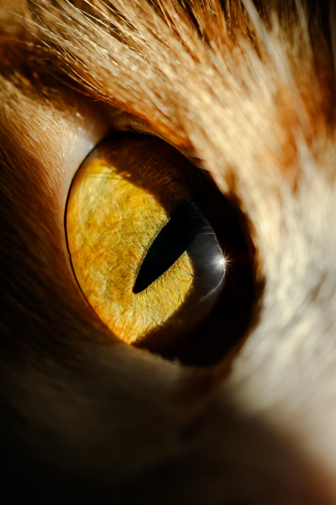 Photo #14209690