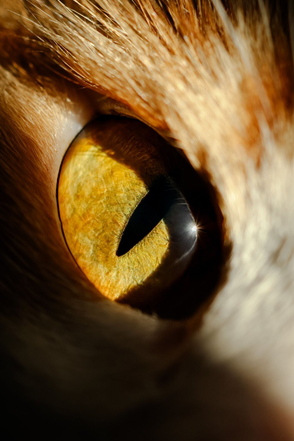 Photo #14209690