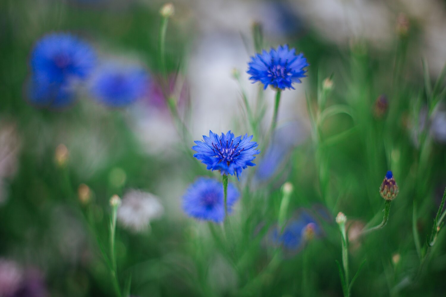 Photo #14209696