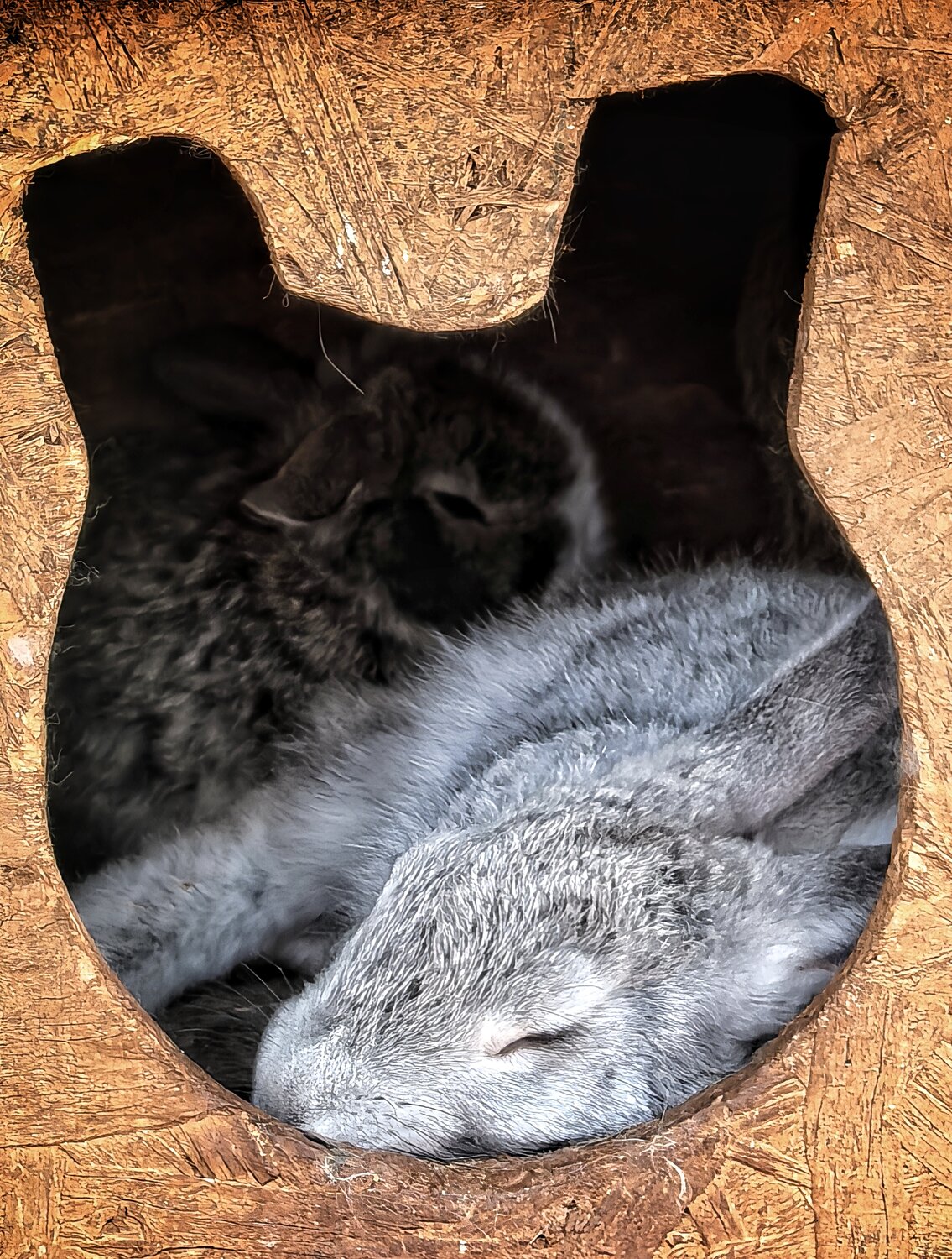 Photo #14212279
