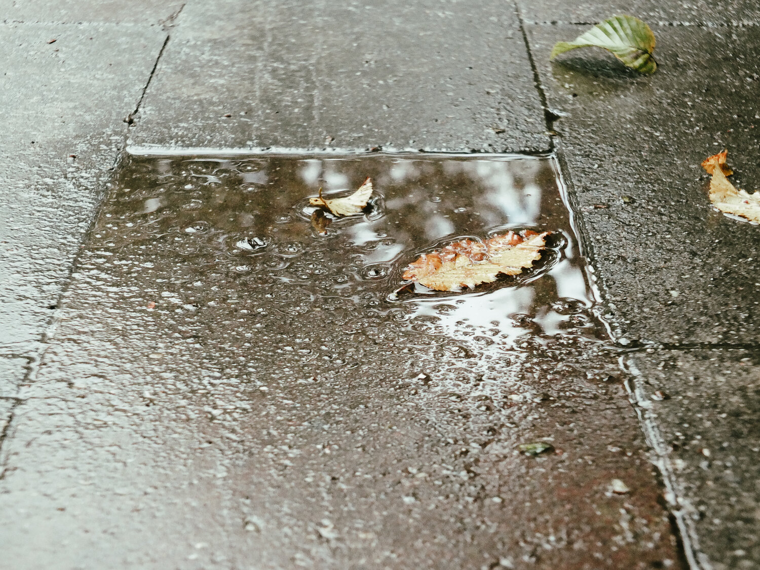 Photo #14213006