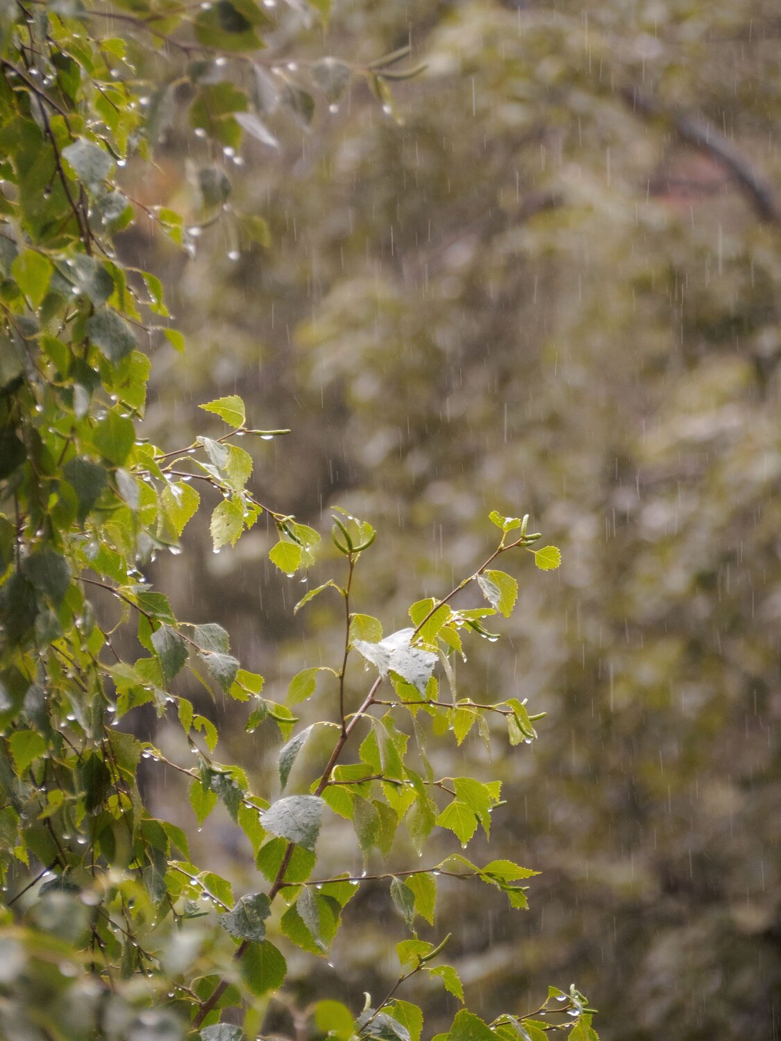 Photo #14213207