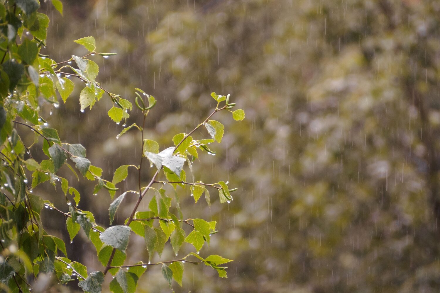 Photo #14213208