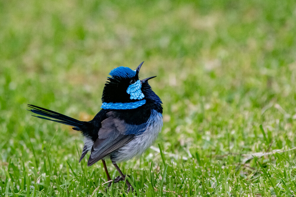 Singing superb fairy wren