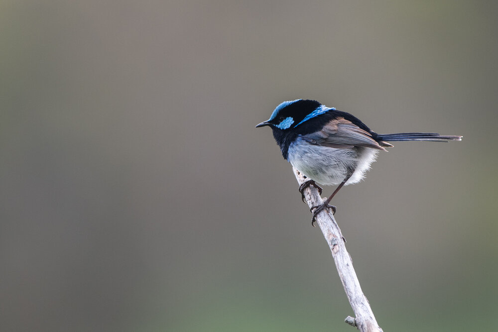 Superb Fairy Wren