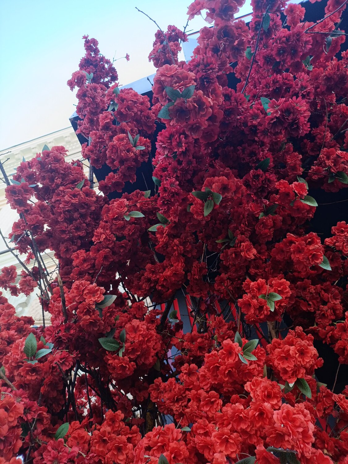 Красные цветы