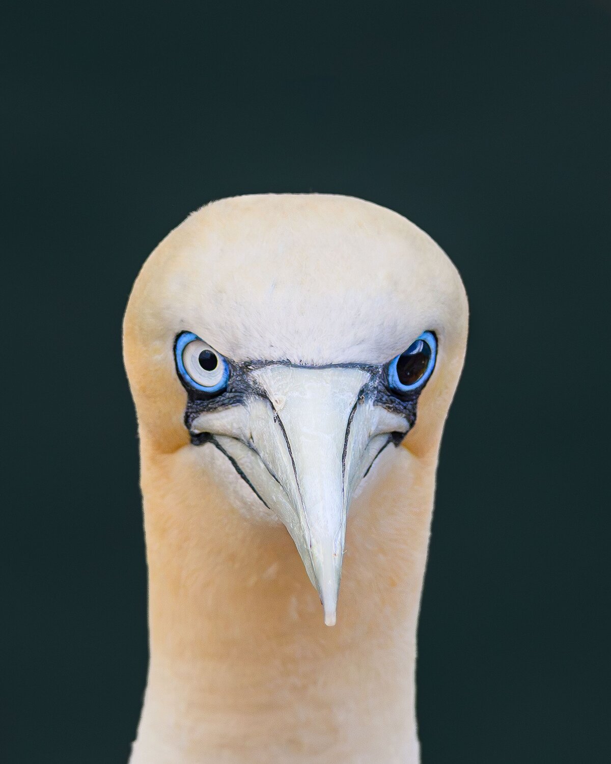 The Look of a Survivor