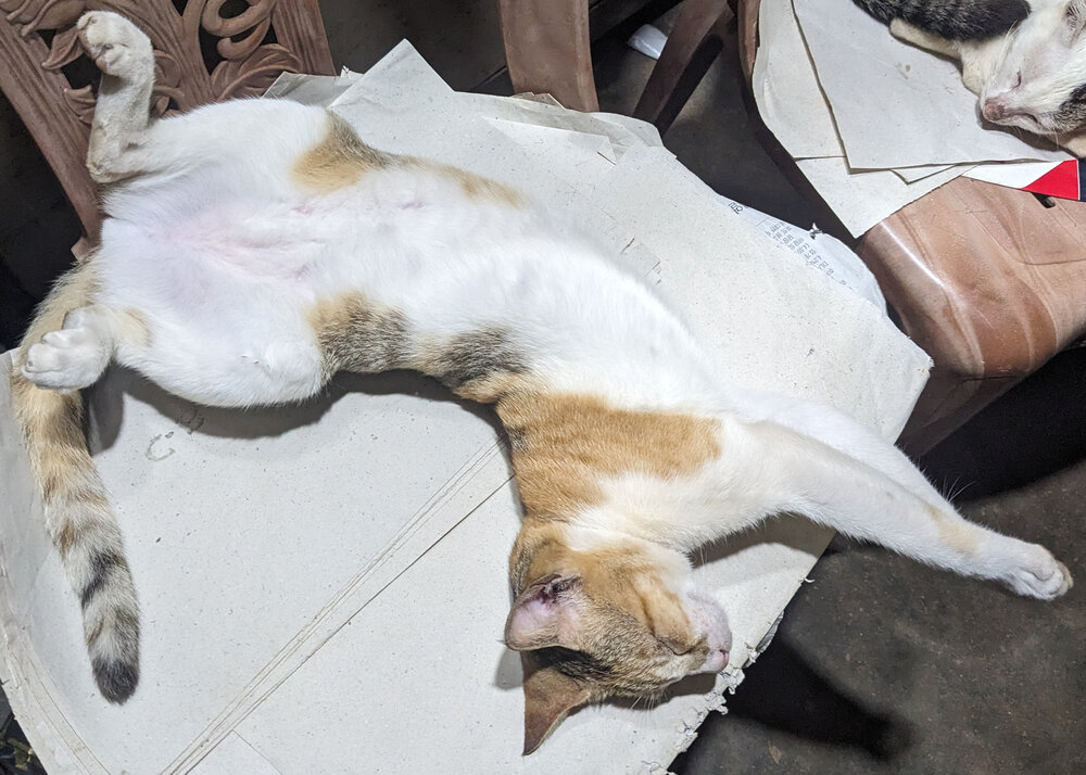 Sleeping Lun Cat