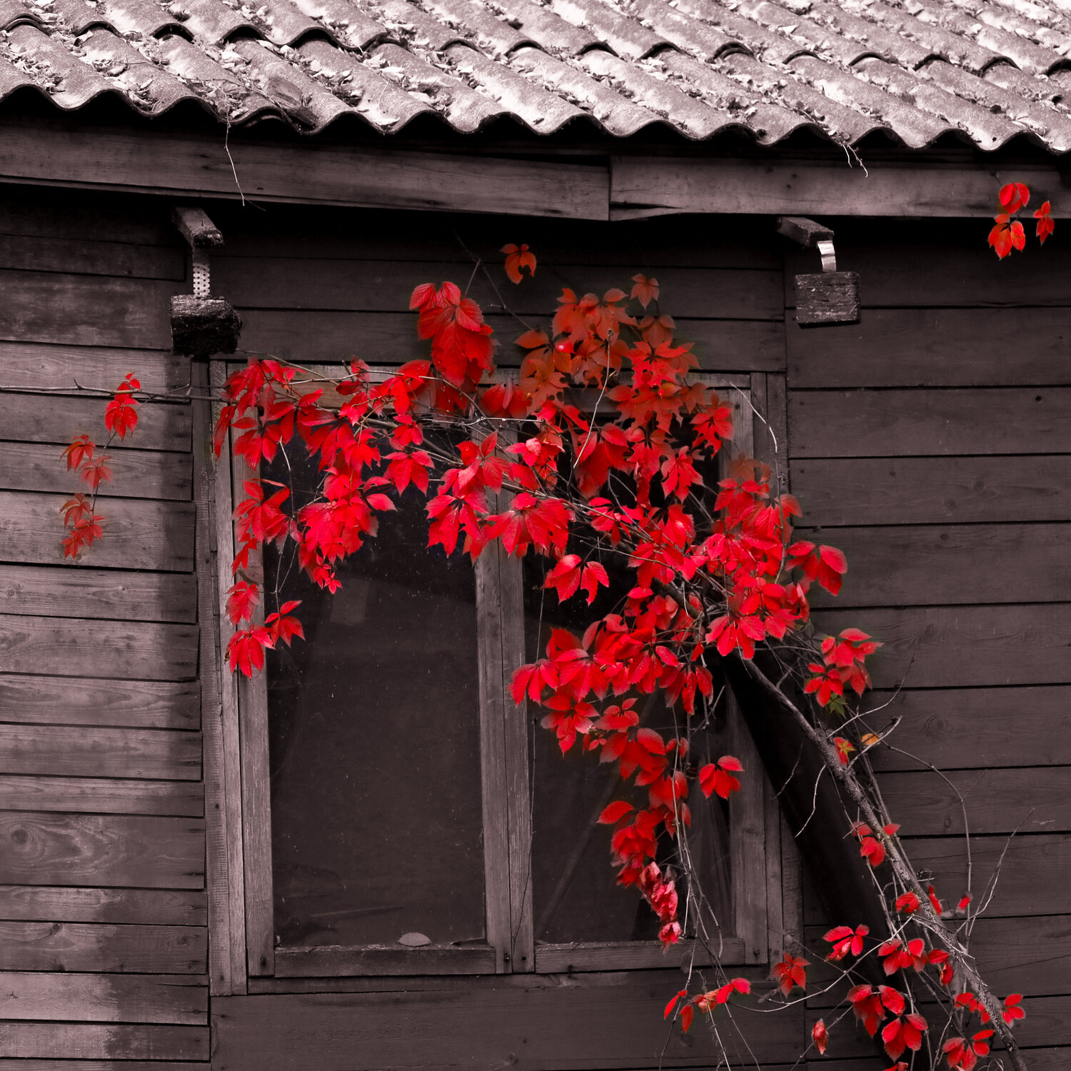 Photo #14215665