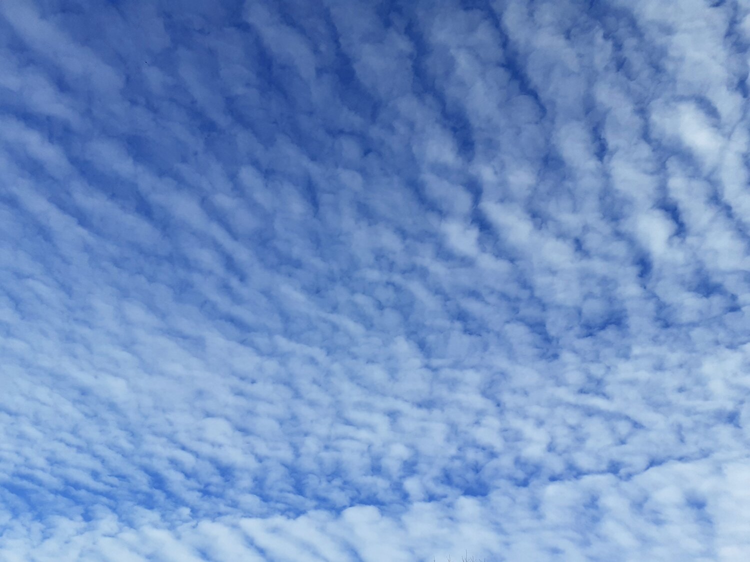 Photo #14218109