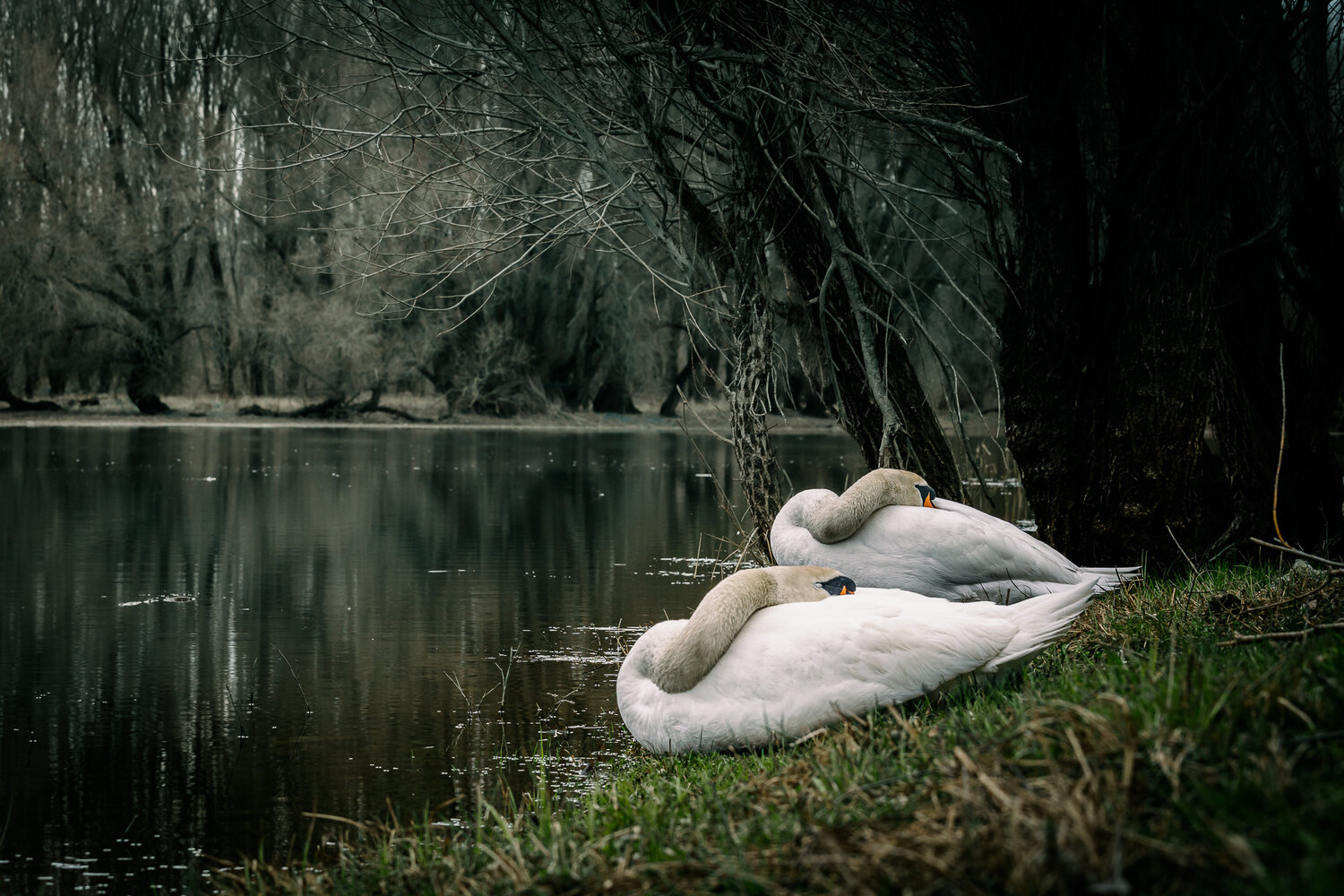 Sleeping Couple
