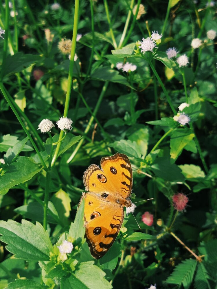 Nature\'s Painted Wings