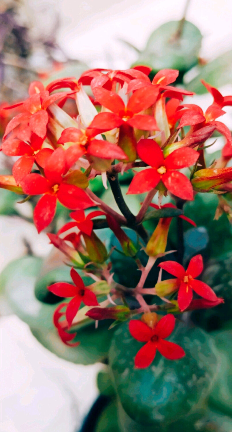 Crimson Whispers in the Green