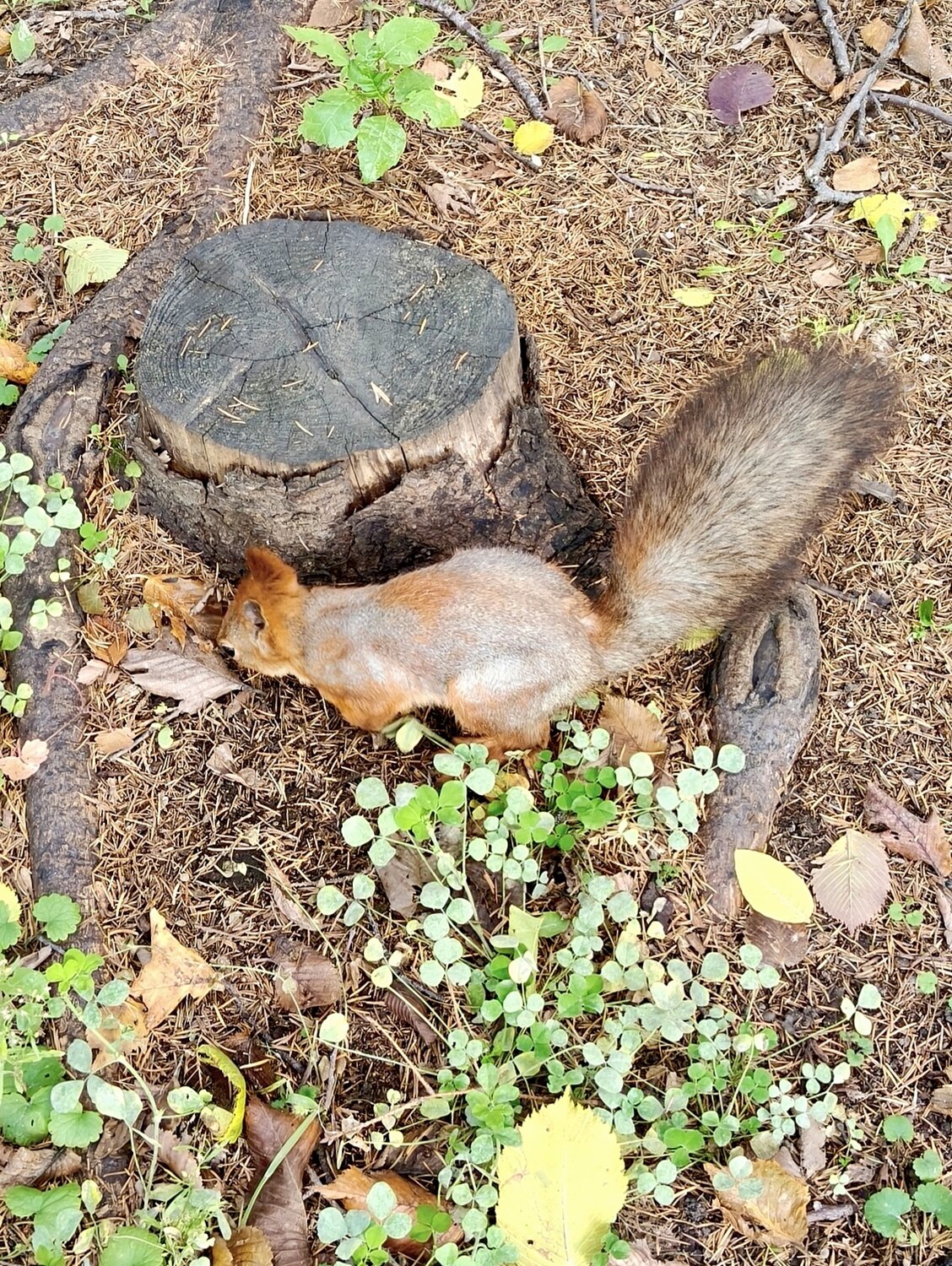 Осенний марафон