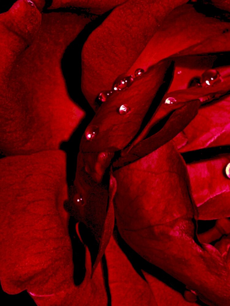 Ruby Tears