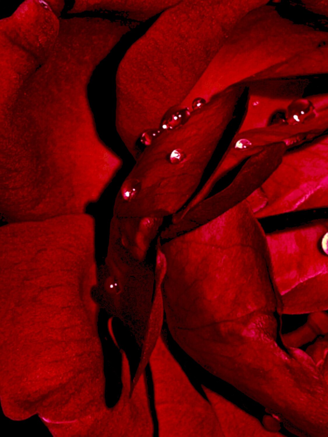 Ruby Tears