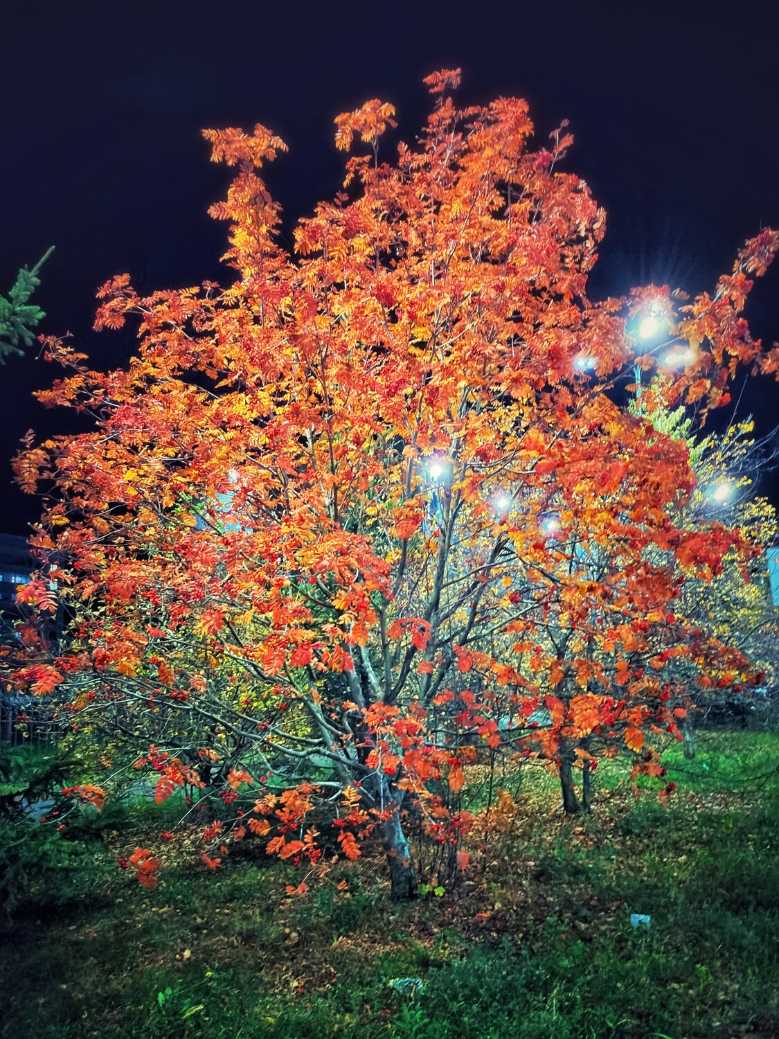 Краски радуют