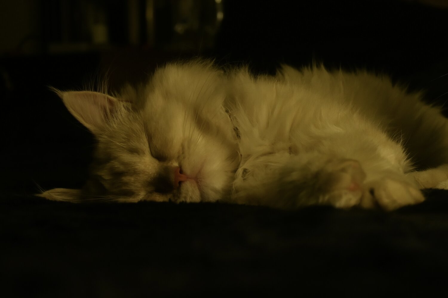 Photo #14221424