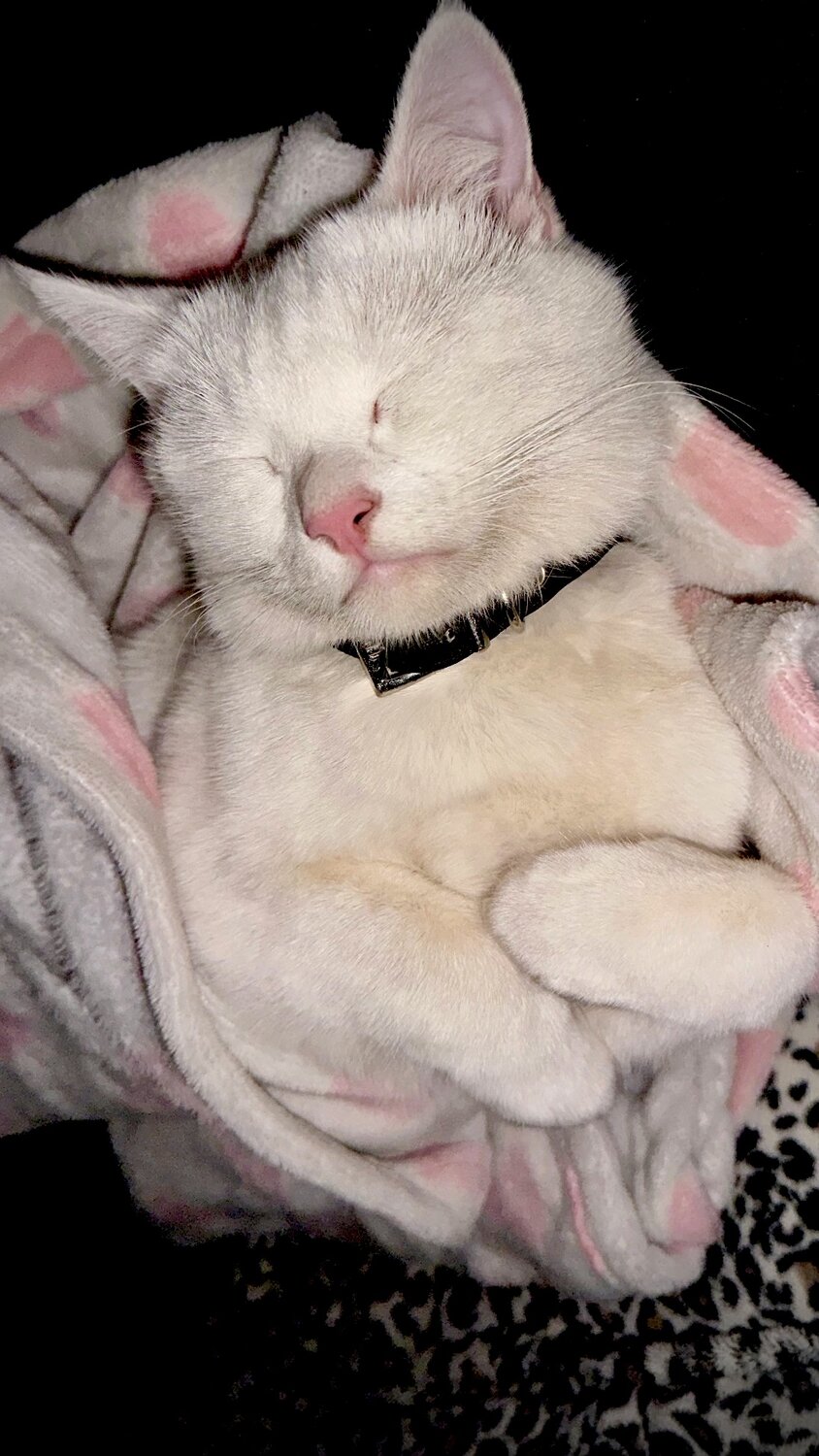 Photo #14221430