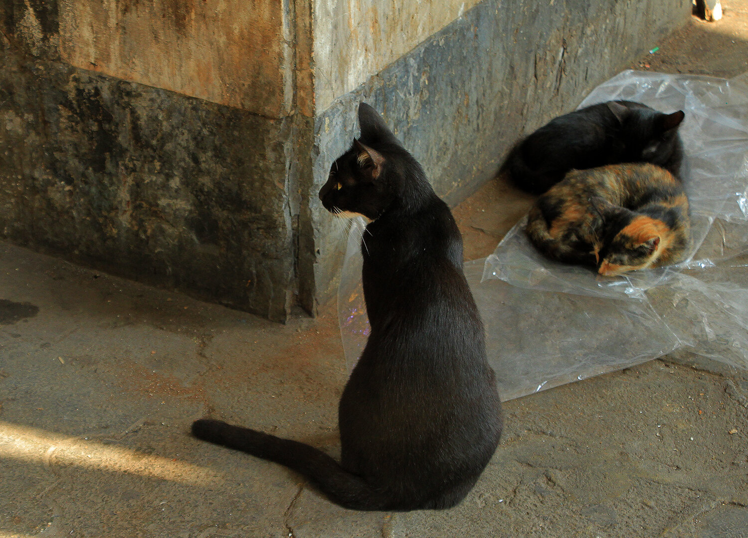 Photo #14221532