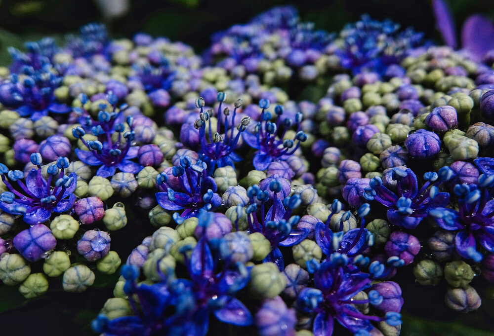 Blue in Bloom