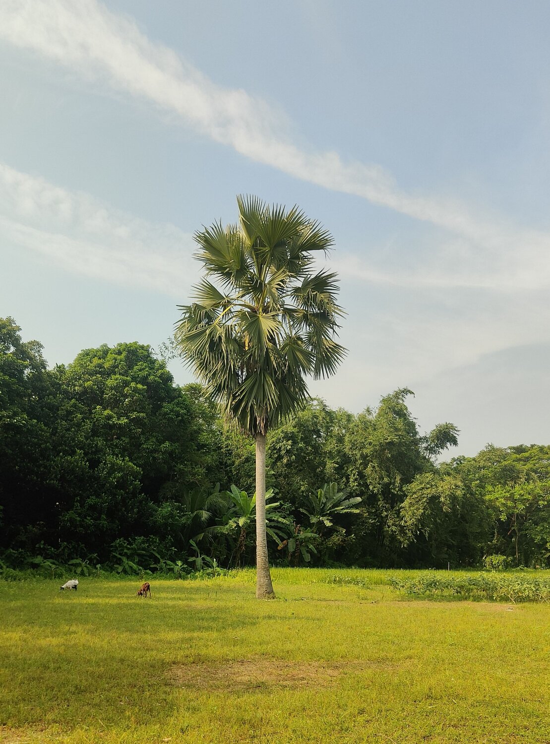 Peaceful Village Field with Palm Tree