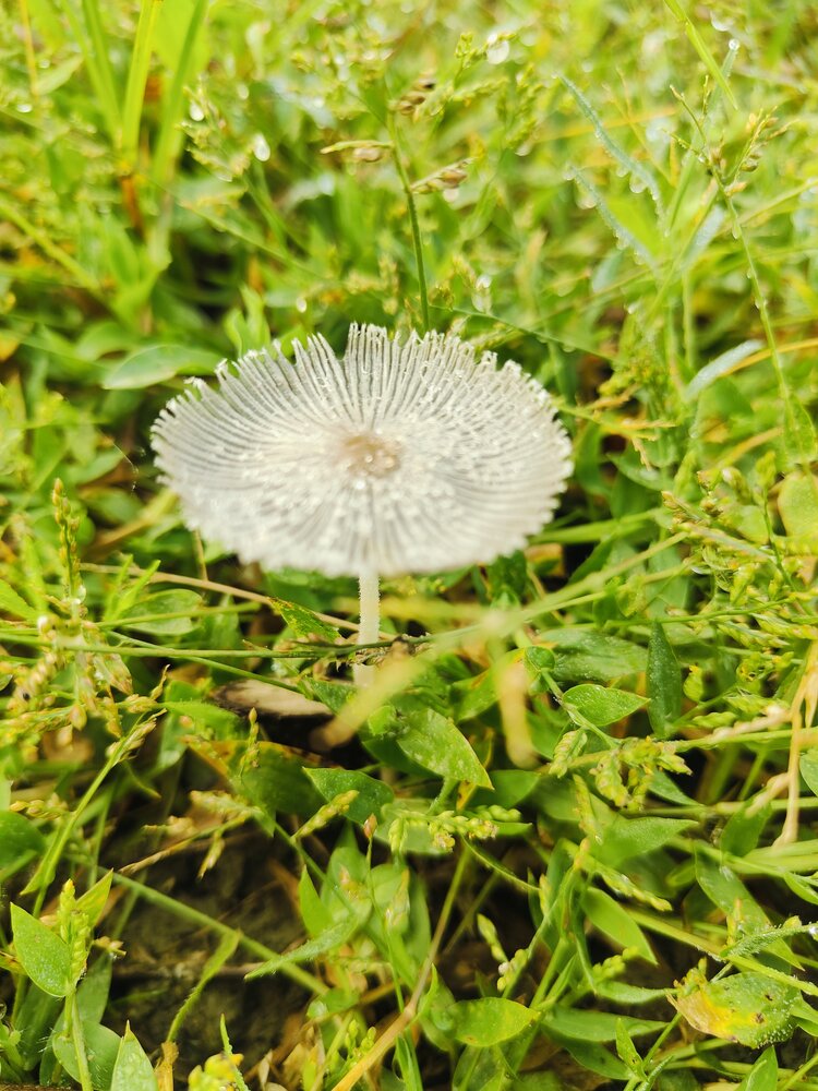 Morning Dew on Parasol Mushroom