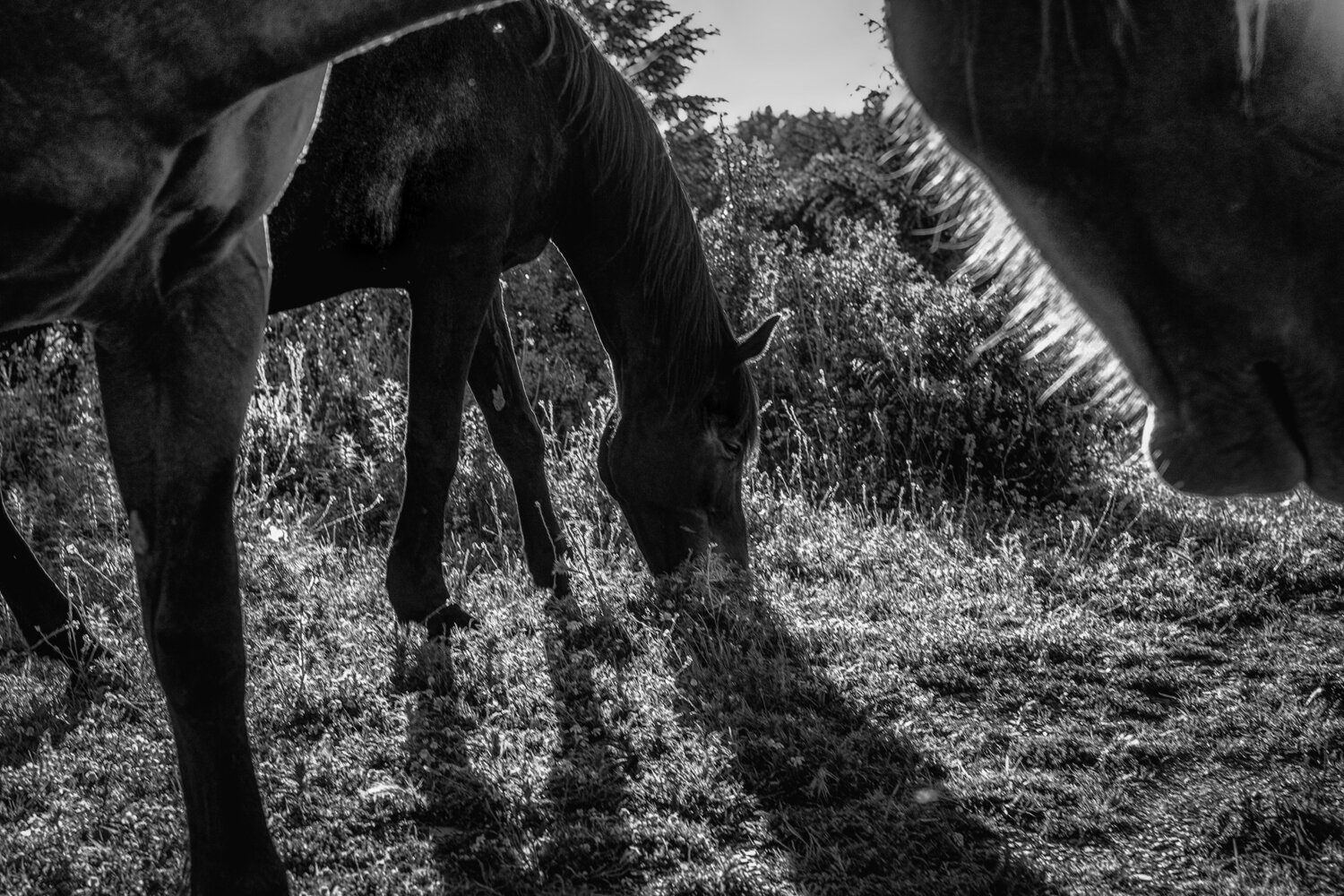 Rim Lit Grazing