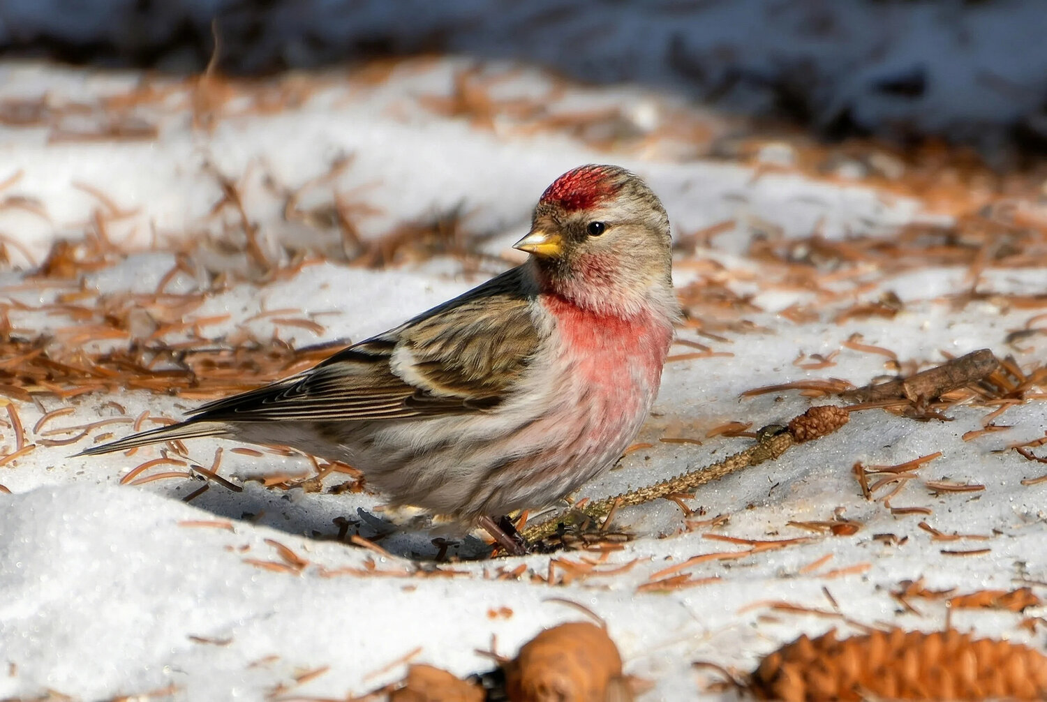 Photo #14223473