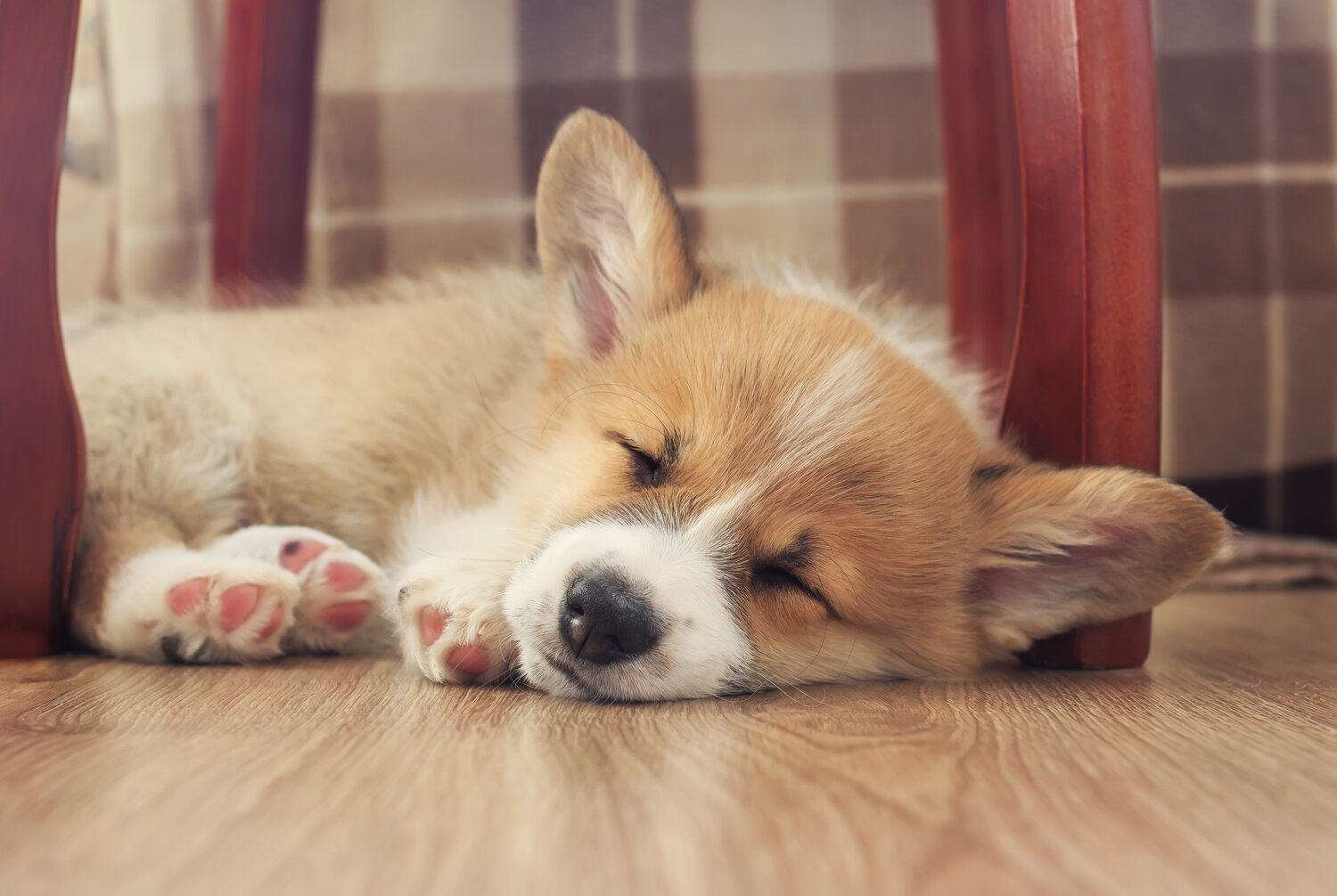 Photo #14223788