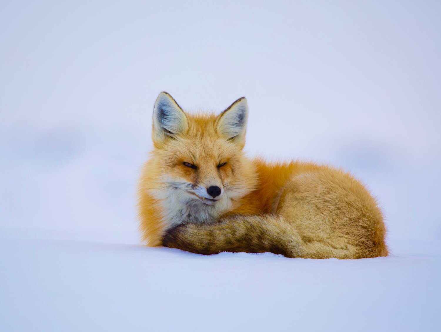 Photo #14223933