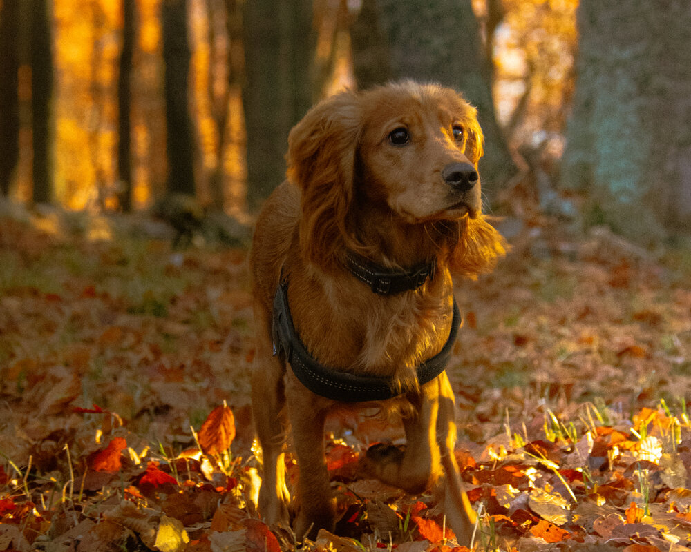 A Little Heart of Autumn