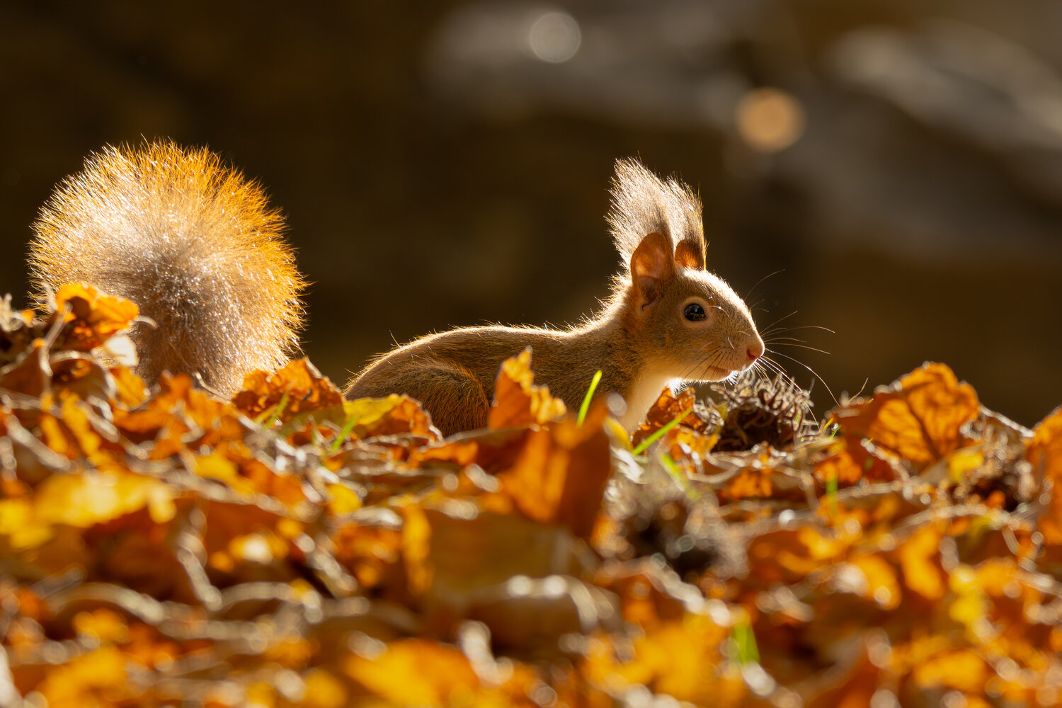 Photo #14224027