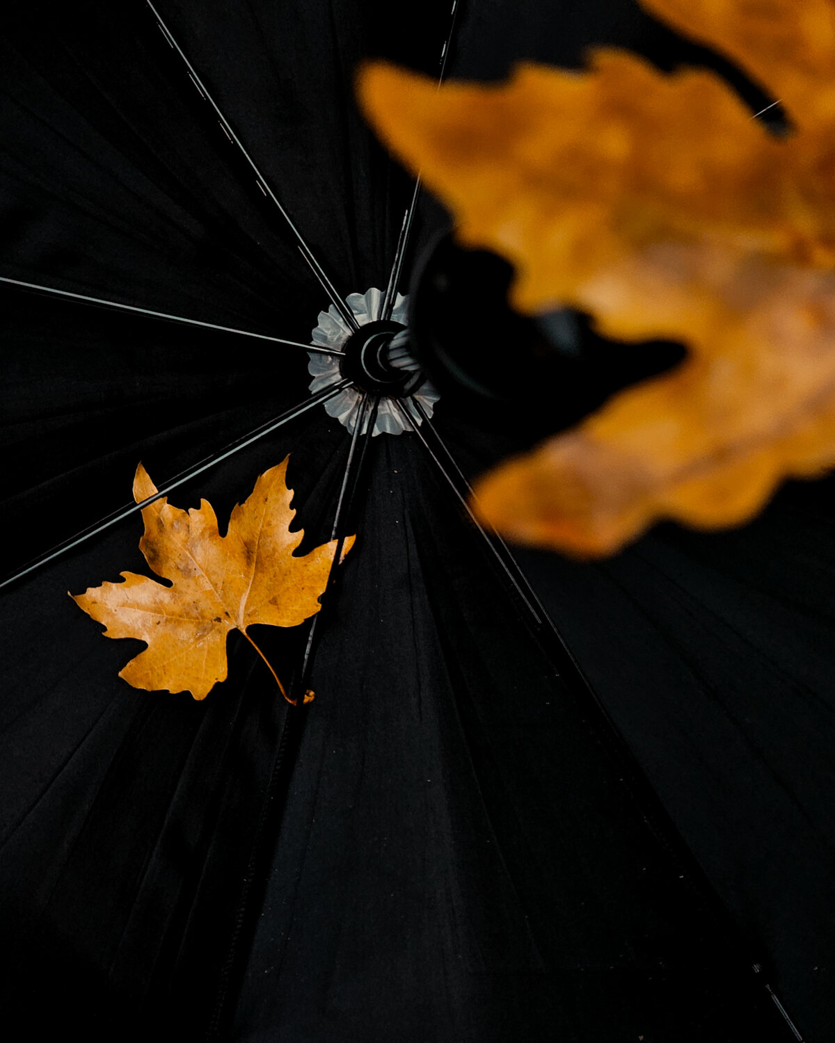 Photo #14224455