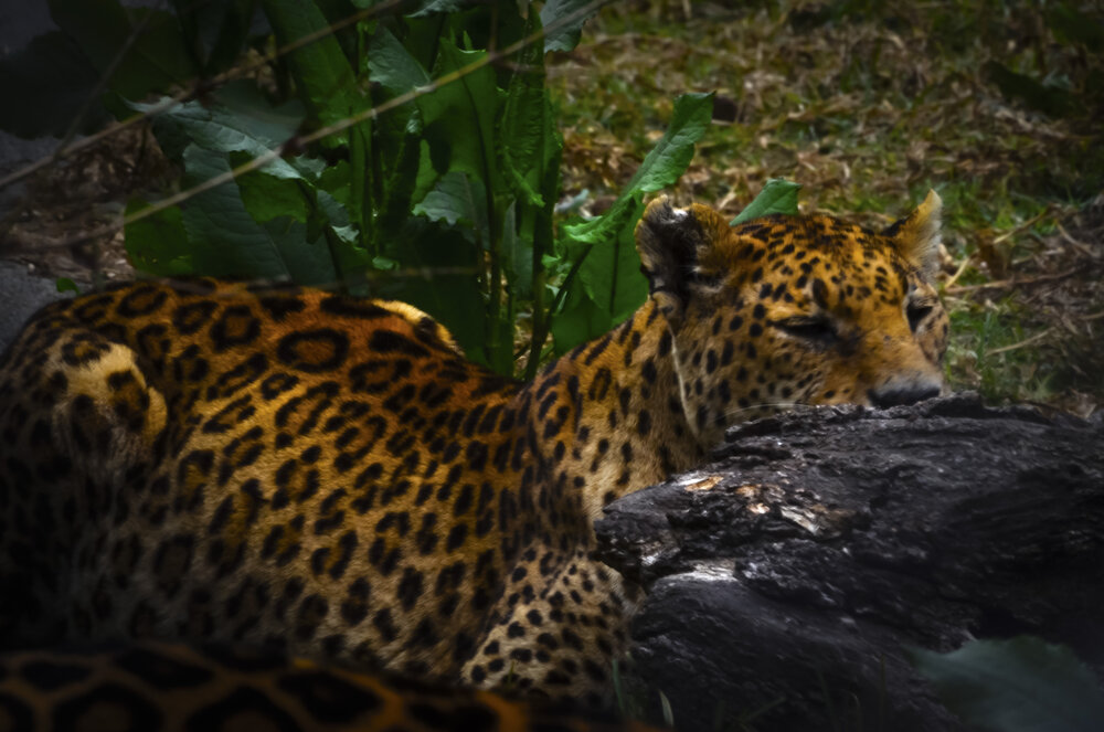 Himalayan Leopard, Jim Corbett National Park