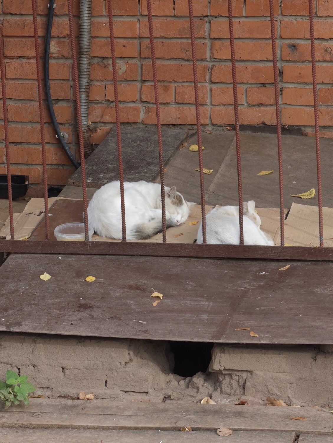 Photo #14224729