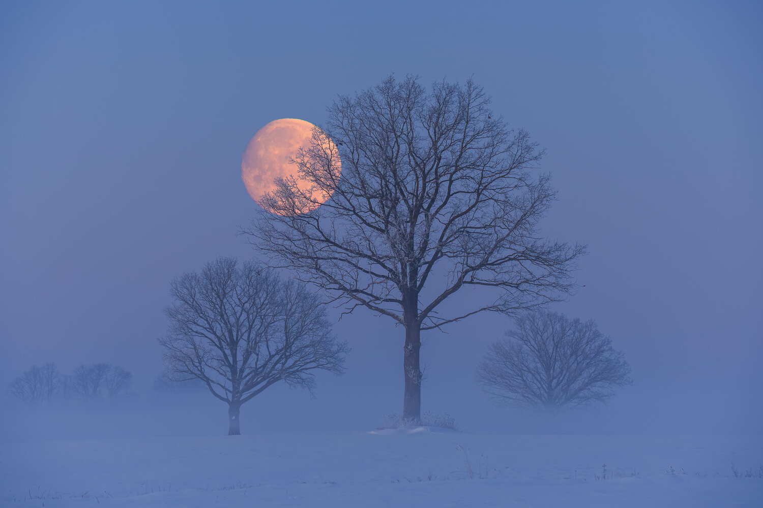Photo #14224733