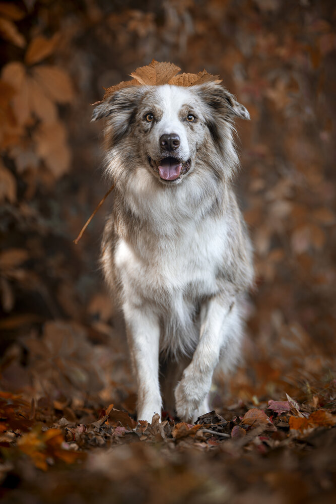 Crowned by Autumn