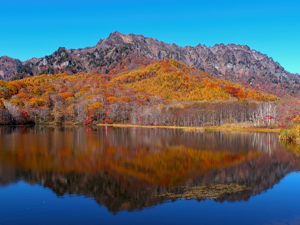 Draped in Autumn Splendor