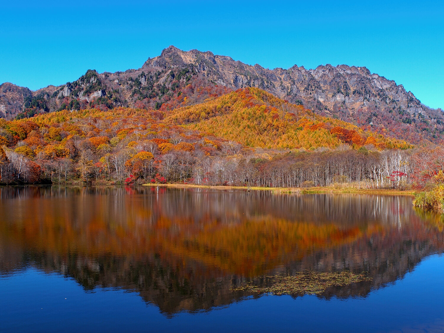 Draped in Autumn Splendor