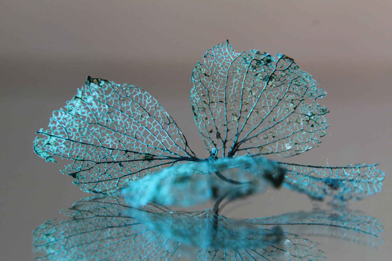 Photo #14226038