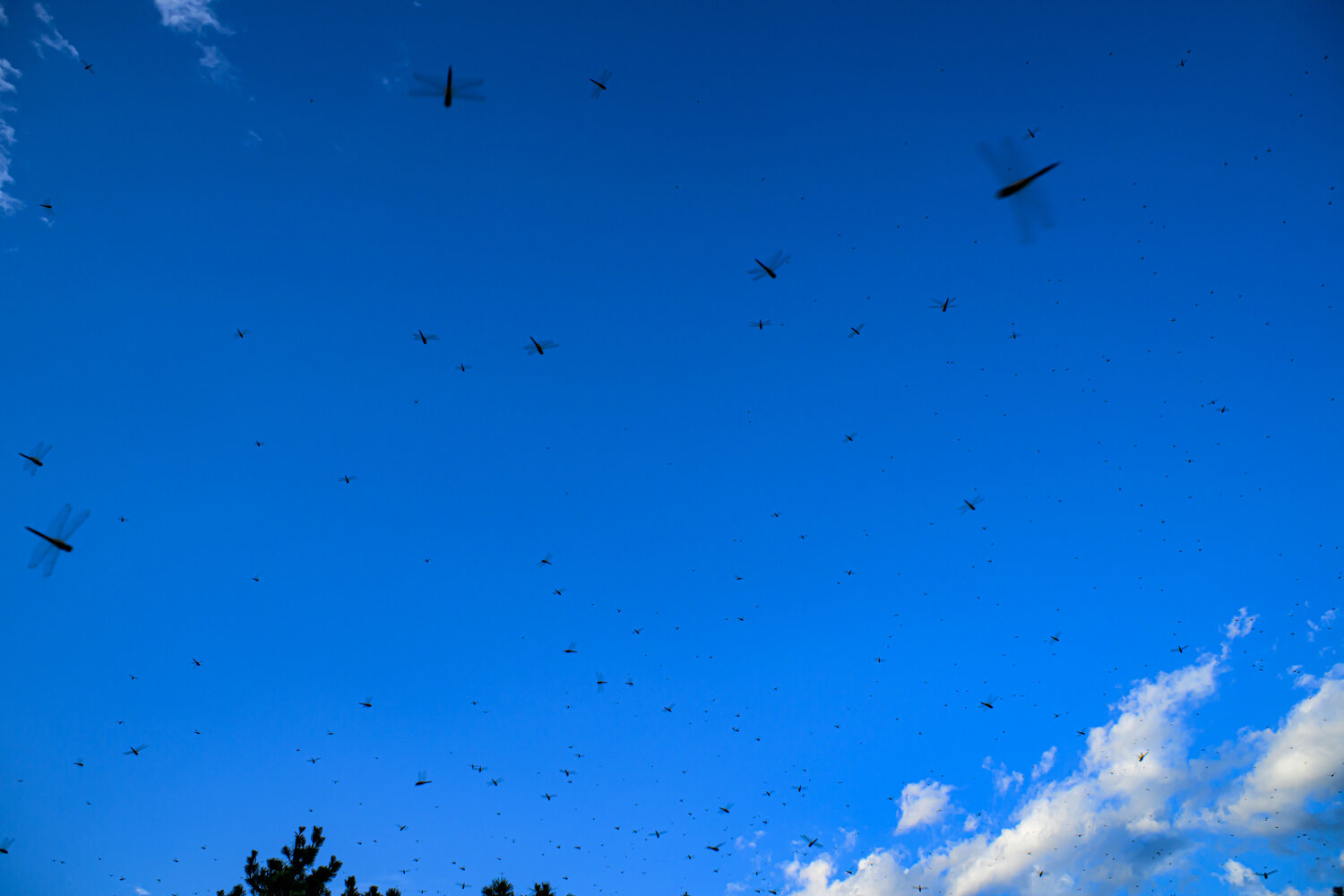 Photo #14226983