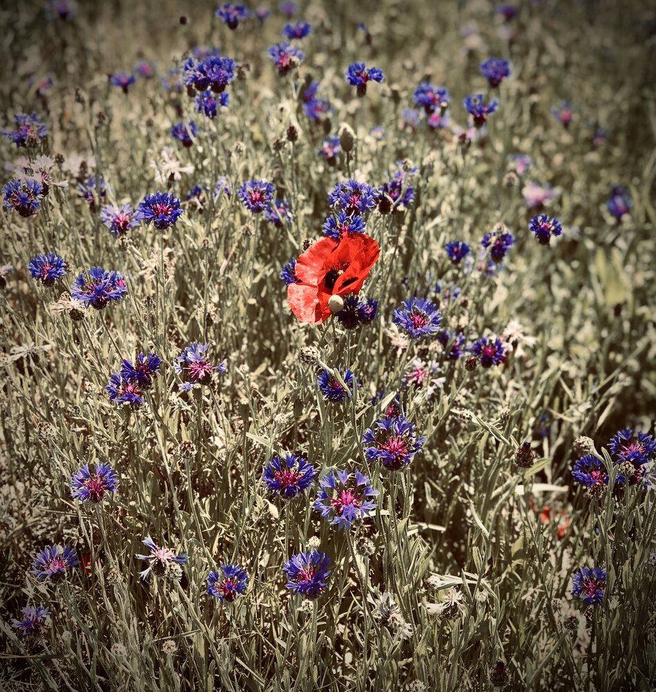 A touch of red