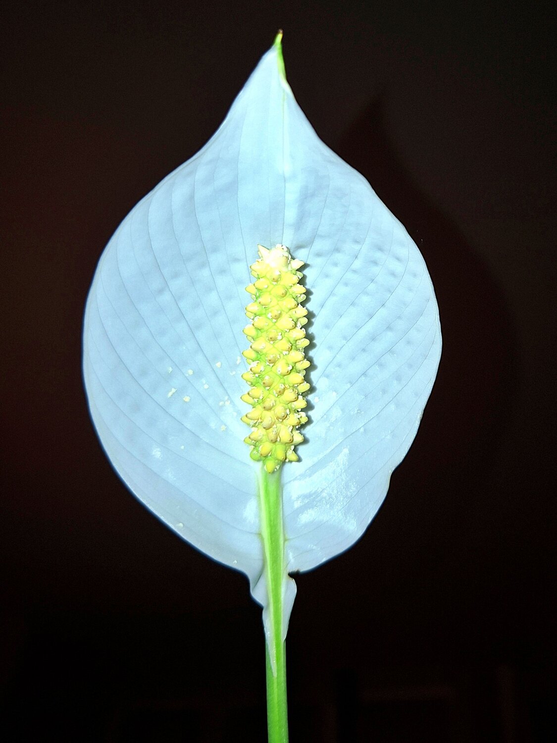 Peace Lily flower