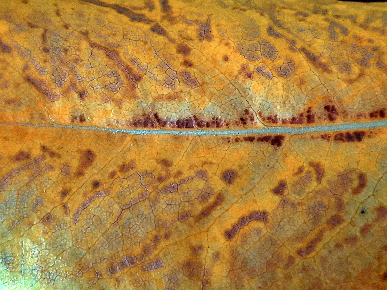 Macro dry leaf