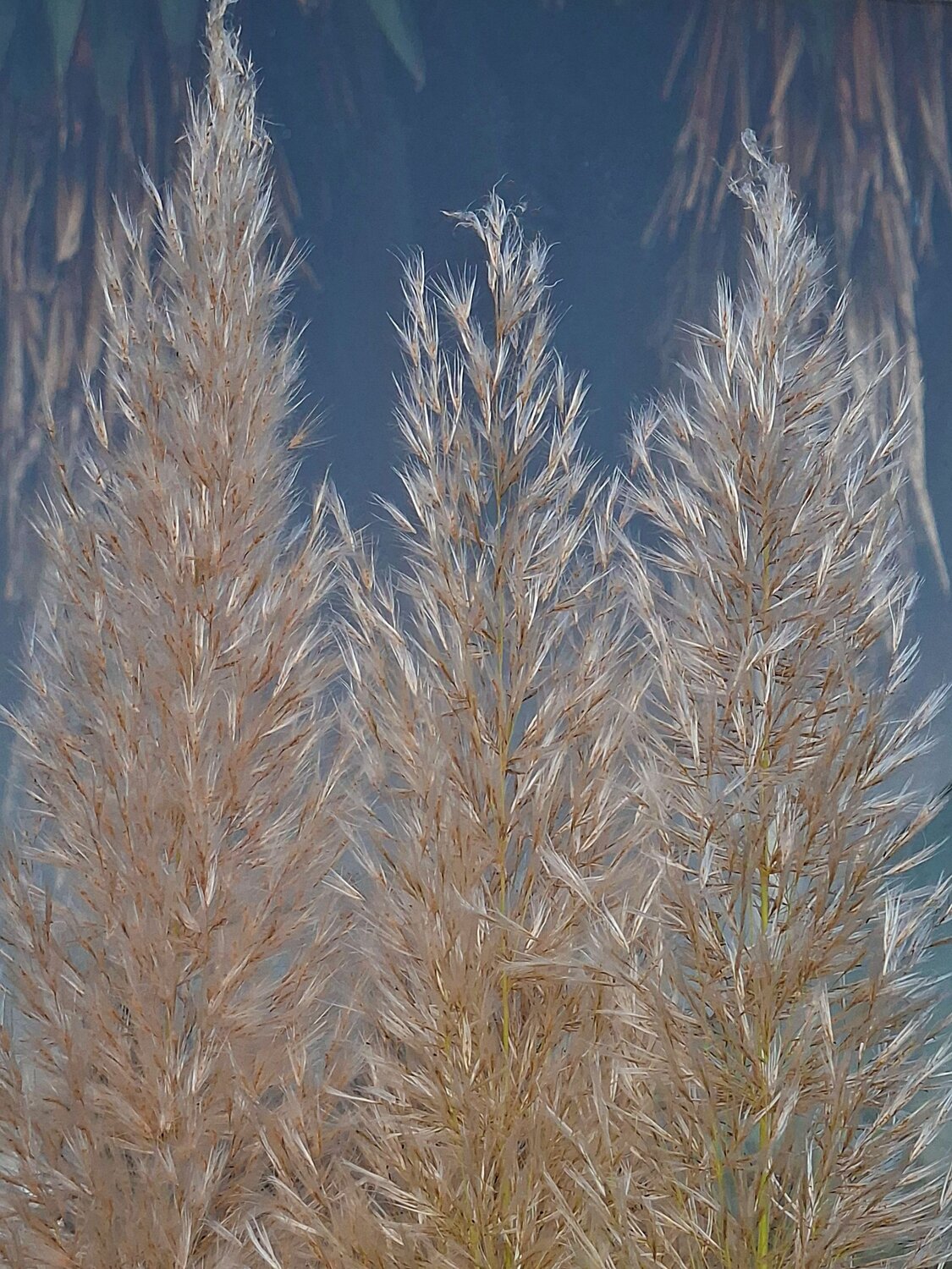 Pampas grass